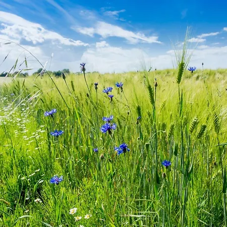 Uriges Tinyhouse Nahe Der Ostsee *